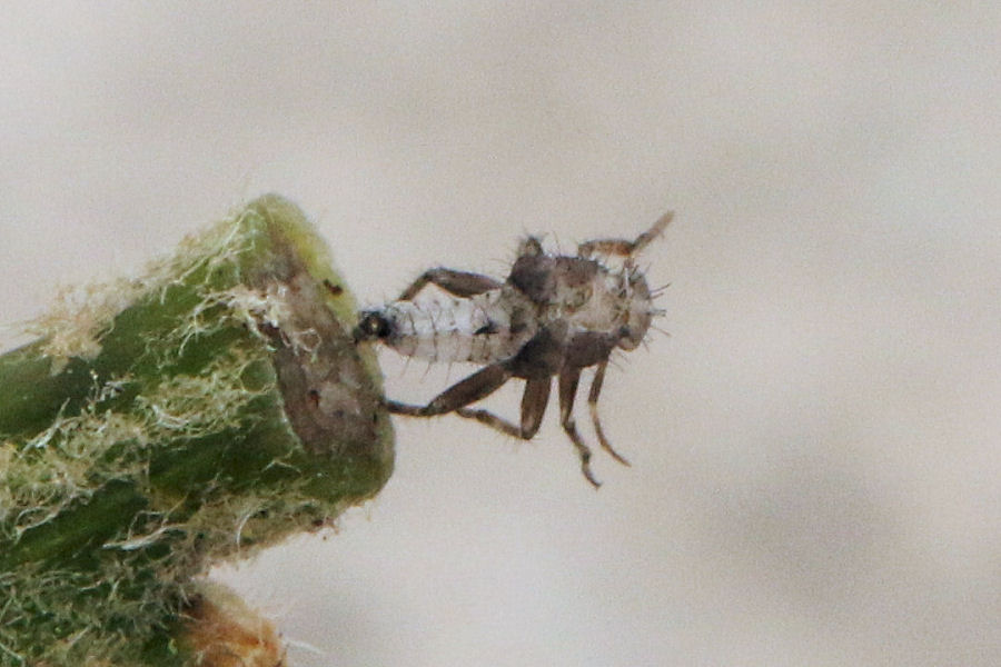 Miridae: Deraeocoris flavilinea dalla neanide all''adulto
